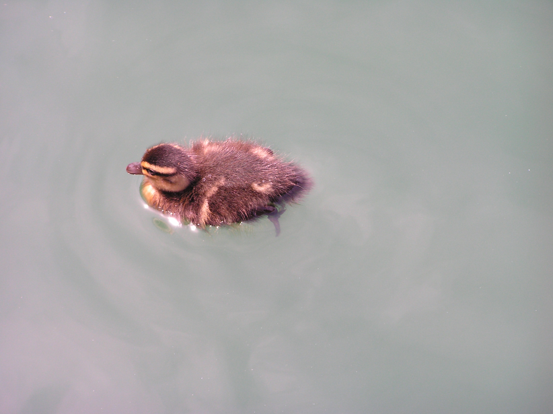 ./2008/BHS Chorus Myrtle Beach/BHS Chorus MyrtleBeach 0009.JPG